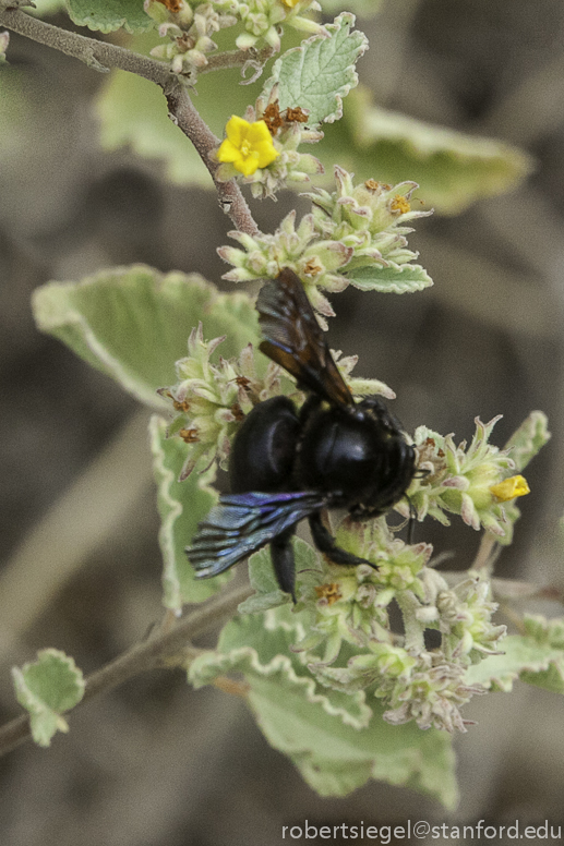 galapagos carpenter bee